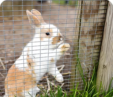 Pest and Disease Control ﻿