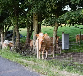 Livestock containment