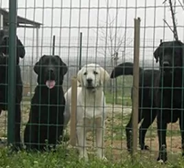 Pet fence