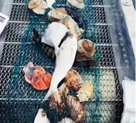 Frozen food machinery