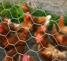 Poultry Farming 