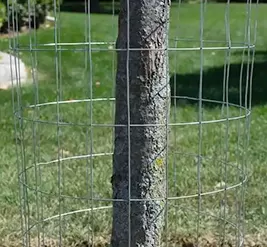 tree protection